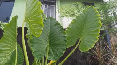 Büyük, parlak yaprakları ve çarpıcı tropikal yapraklarıyla Alocasia bitkisi, bereketli yeşilliği ve egzotik iç dekorasyonu sembolize eden popüler bir süs bitkisi..