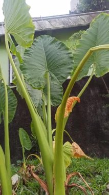 Büyük, parlak yaprakları ve çarpıcı tropikal yapraklarıyla Alocasia bitkisi, bereketli yeşilliği ve egzotik iç dekorasyonu sembolize eden popüler bir süs bitkisi..