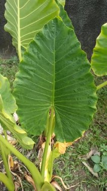 Büyük, parlak yaprakları ve çarpıcı tropikal yapraklarıyla Alocasia bitkisi, bereketli yeşilliği ve egzotik iç dekorasyonu sembolize eden popüler bir süs bitkisi..