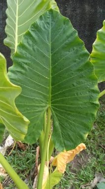 Büyük, parlak yaprakları ve çarpıcı tropikal yapraklarıyla Alocasia bitkisi, bereketli yeşilliği ve egzotik iç dekorasyonu sembolize eden popüler bir süs bitkisi..