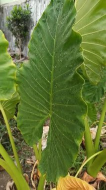 Büyük, parlak yaprakları ve çarpıcı tropikal yapraklarıyla Alocasia bitkisi, bereketli yeşilliği ve egzotik iç dekorasyonu sembolize eden popüler bir süs bitkisi..