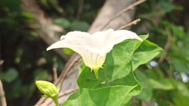 Sarmaşık kabağı çiçeği narin beyaz yapraklar ve sarı merkezle çiçek açıyor, tropik güzelliği ve bahçelerde ya da doğal ortamlarda süslemeleri sergiliyor..
