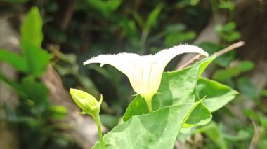 Sarmaşık kabağı çiçeği narin beyaz yapraklar ve sarı merkezle çiçek açıyor, tropik güzelliği ve bahçelerde ya da doğal ortamlarda süslemeleri sergiliyor..