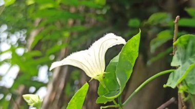 Sarmaşık kabağı çiçeği narin beyaz yapraklar ve sarı merkezle çiçek açıyor, tropik güzelliği ve bahçelerde ya da doğal ortamlarda süslemeleri sergiliyor..