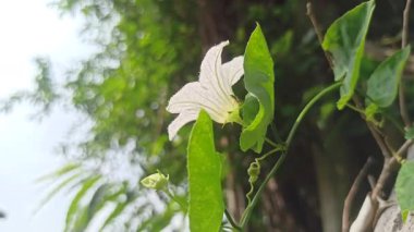 Sarmaşık kabağı çiçeği narin beyaz yapraklar ve sarı merkezle çiçek açıyor, tropik güzelliği ve bahçelerde ya da doğal ortamlarda süslemeleri sergiliyor..