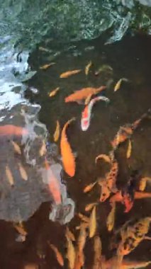 Berrak su ile güzel balık göleti, renkli balıklar ve çevreleyen yemyeşil bitkiler, dingin ve pitoresk bir su manzarası yaratıyor..