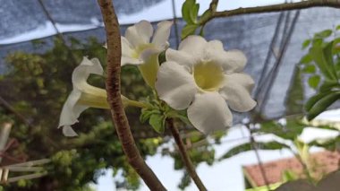 Güzel beyaz frangipani (Plumeria) çiçekleri zarif bir şekilde açarak, tropikal bir bahçeye hoş bir koku ve zarafet yayar..