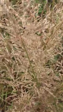 Etiyopya 'ya özgü bir tahıl gevreği olan Eragrostis tef otu, küçük besleyici tohumları için yetiştirilir, tarımı, sürdürülebilirliği ve geleneksel çiftçiliği sembolize eder..