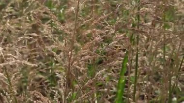 Etiyopya 'ya özgü bir tahıl gevreği olan Eragrostis tef otu, küçük besleyici tohumları için yetiştirilir, tarımı, sürdürülebilirliği ve geleneksel çiftçiliği sembolize eder..