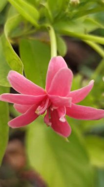 Rangoon Creeper (Quisqualis indica) canlı kırmızı ve pembe çiçeklerle, zarif bir şekilde tırmanıyor, tropikal güzelliği sembolize ediyor, süsleme cazibesi ve gür bahçe manzarası.
