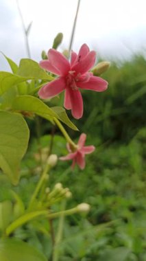 Rangoon Creeper (Quisqualis indica) canlı kırmızı ve pembe çiçeklerle, zarif bir şekilde tırmanıyor, tropikal güzelliği sembolize ediyor, süsleme cazibesi ve gür bahçe manzarası.
