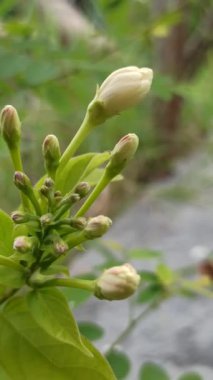 Rangoon Creeper (Quisqualis indica) canlı kırmızı ve pembe çiçeklerle, zarif bir şekilde tırmanıyor, tropikal güzelliği sembolize ediyor, süsleme cazibesi ve gür bahçe manzarası.