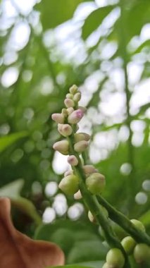 Tırmanan bir sarmaşıkta açan narin Basella alba çiçekleri yemyeşil yapraklara karşı minik beyaz çiçeklerini pembemsi çiçeklere gösteriyor. Tropikal yenilebilir bitkilerin ve doğal güzelliğin detaylı bir temsili..