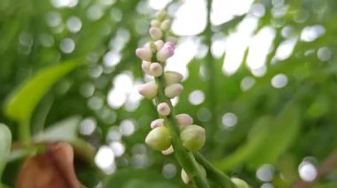 Tırmanan bir sarmaşıkta açan narin Basella alba çiçekleri yemyeşil yapraklara karşı minik beyaz çiçeklerini pembemsi çiçeklere gösteriyor. Tropikal yenilebilir bitkilerin ve doğal güzelliğin detaylı bir temsili..