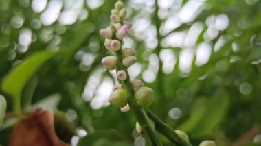 Tırmanan bir sarmaşıkta açan narin Basella alba çiçekleri yemyeşil yapraklara karşı minik beyaz çiçeklerini pembemsi çiçeklere gösteriyor. Tropikal yenilebilir bitkilerin ve doğal güzelliğin detaylı bir temsili..