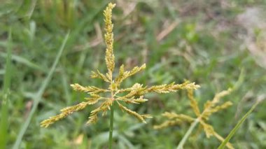 İnce yeşil saplı ve narin yapraklı Cyperus mikroiria, sulak arazi ekosistemlerini sembolize eden tropikal sedge bitkisi, süs yeşilliği ve doğal yaşam alanı güzelliği..