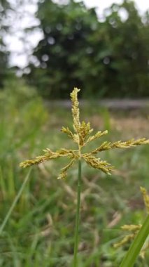 İnce yeşil saplı ve narin yapraklı Cyperus mikroiria, sulak arazi ekosistemlerini sembolize eden tropikal sedge bitkisi, süs yeşilliği ve doğal yaşam alanı güzelliği..