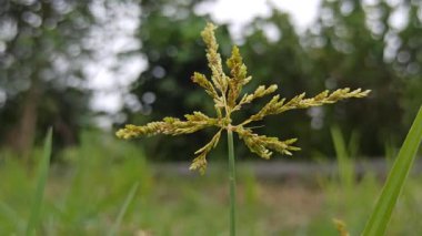 İnce yeşil saplı ve narin yapraklı Cyperus mikroiria, sulak arazi ekosistemlerini sembolize eden tropikal sedge bitkisi, süs yeşilliği ve doğal yaşam alanı güzelliği..