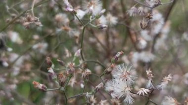 Narin mor çiçekleri ve yeşil yaprakları olan senfoni ortamı, yaban çiçeği güzelliği, doğal cazibe ve canlı bahçe veya çayır manzarası..