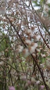 Narin mor çiçekleri ve yeşil yaprakları olan senfoni ortamı, yaban çiçeği güzelliği, doğal cazibe ve canlı bahçe veya çayır manzarası..