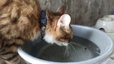 Sevimli kedi bir kaseden yiyor ya da içiyor, evcil hayvan bakımını, günlük rutini ve insanlar ile sevgili hayvanları arasındaki bağı sembolize ediyor..