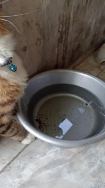 Sevimli kedi bir kaseden yiyor ya da içiyor, evcil hayvan bakımını, günlük rutini ve insanlar ile sevgili hayvanları arasındaki bağı sembolize ediyor..