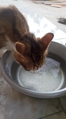 Sevimli kedi bir kaseden yiyor ya da içiyor, evcil hayvan bakımını, günlük rutini ve insanlar ile sevgili hayvanları arasındaki bağı sembolize ediyor..