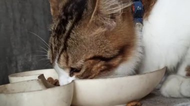 Sevimli kedi bir kaseden yiyor ya da içiyor, evcil hayvan bakımını, günlük rutini ve insanlar ile sevgili hayvanları arasındaki bağı sembolize ediyor..