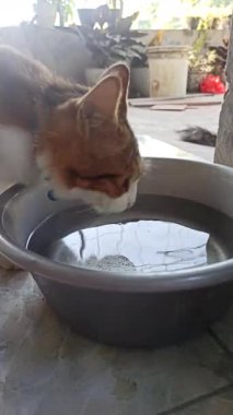 Sevimli kedi bir kaseden yiyor ya da içiyor, evcil hayvan bakımını, günlük rutini ve insanlar ile sevgili hayvanları arasındaki bağı sembolize ediyor..