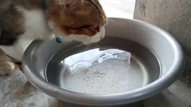 Sevimli kedi bir kaseden yiyor ya da içiyor, evcil hayvan bakımını, günlük rutini ve insanlar ile sevgili hayvanları arasındaki bağı sembolize ediyor..