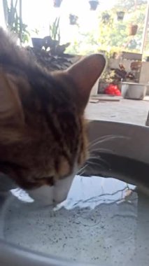 Sevimli kedi bir kaseden yiyor ya da içiyor, evcil hayvan bakımını, günlük rutini ve insanlar ile sevgili hayvanları arasındaki bağı sembolize ediyor..