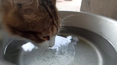 Sevimli kedi bir kaseden yiyor ya da içiyor, evcil hayvan bakımını, günlük rutini ve insanlar ile sevgili hayvanları arasındaki bağı sembolize ediyor..