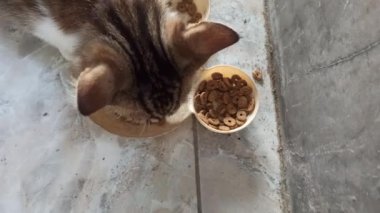 Sevimli kedi bir kaseden yiyor ya da içiyor, evcil hayvan bakımını, günlük rutini ve insanlar ile sevgili hayvanları arasındaki bağı sembolize ediyor..