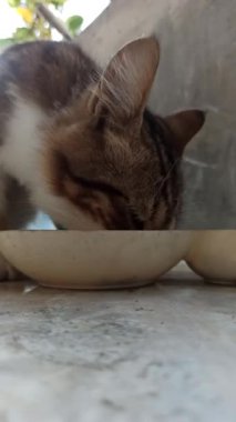 Sevimli kedi bir kaseden yiyor ya da içiyor, evcil hayvan bakımını, günlük rutini ve insanlar ile sevgili hayvanları arasındaki bağı sembolize ediyor..