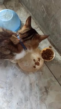 Sevimli kedi bir kaseden yiyor ya da içiyor, evcil hayvan bakımını, günlük rutini ve insanlar ile sevgili hayvanları arasındaki bağı sembolize ediyor..