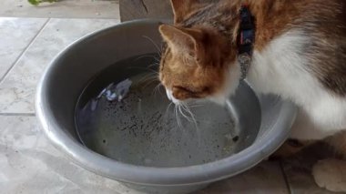 Sevimli kedi bir kaseden yiyor ya da içiyor, evcil hayvan bakımını, günlük rutini ve insanlar ile sevgili hayvanları arasındaki bağı sembolize ediyor..