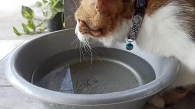 Sevimli kedi bir kaseden yiyor ya da içiyor, evcil hayvan bakımını, günlük rutini ve insanlar ile sevgili hayvanları arasındaki bağı sembolize ediyor..