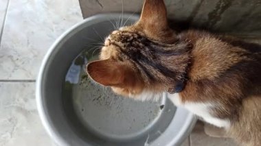 Sevimli kedi bir kaseden yiyor ya da içiyor, evcil hayvan bakımını, günlük rutini ve insanlar ile sevgili hayvanları arasındaki bağı sembolize ediyor..