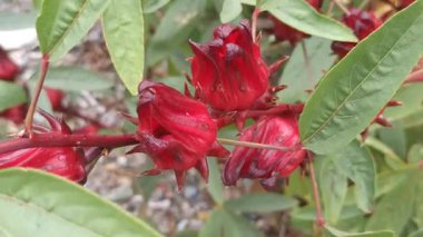 Bitkinin üzerinde yetişen taze Roselle meyveleri (Hibiscus sabdariffa) yeşil yapraklara karşı canlı kırmızı kalixlerini göstermektedir. Eşsiz dokusu ve çarpıcı rengi, tropikal tazeliği, bitkisel kullanımı ve doğal güzelliği detaylarıyla vurguluyor..