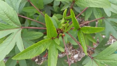 Roselle bitkisi (Hibiscus sabdariffa), yeşil yaprakları ve canlı kırmızı saplarıyla yetişerek, sağlık faydaları ve doğal güzelliği için değerli tropikal bir bitkiyi temsil eder. Bitki yaygın olarak yiyecek, içecek ve geleneksel tıp için yetiştirilir..