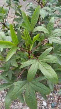 Roselle bitkisi (Hibiscus sabdariffa), yeşil yaprakları ve canlı kırmızı saplarıyla yetişerek, sağlık faydaları ve doğal güzelliği için değerli tropikal bir bitkiyi temsil eder. Bitki yaygın olarak yiyecek, içecek ve geleneksel tıp için yetiştirilir..