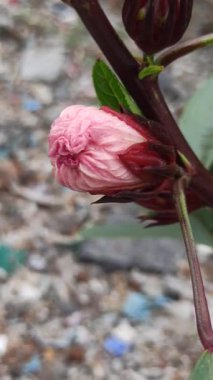 Güzel Roselle çiçekleri (Hibiscus sabdariffa) yeşil yaprakların arasında duran narin taç yaprakları ve çarpıcı renkleriyle çiçek açarlar. Bu tropikal bitki hem süslü güzelliği hem de bitkisel faydaları için değerlidir..