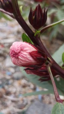 Güzel Roselle çiçekleri (Hibiscus sabdariffa) yeşil yaprakların arasında duran narin taç yaprakları ve çarpıcı renkleriyle çiçek açarlar. Bu tropikal bitki hem süslü güzelliği hem de bitkisel faydaları için değerlidir..