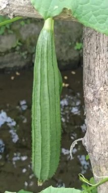 Luffa acutangula meyvesi yeşil sarmaşıklarda sallanıyor, kabarık yüzeyi ve tropikal bir bahçede taze yeşil rengi sergileniyor..