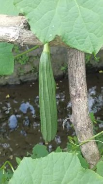 Luffa acutangula meyvesi yeşil sarmaşıklarda sallanıyor, kabarık yüzeyi ve tropikal bir bahçede taze yeşil rengi sergileniyor..