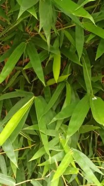 Taze yeşil bambu yaprakları, canlı ve gür, tropikal doğayı, bahçe güzelliğini ve doğal yeşilliği sembolize eder..