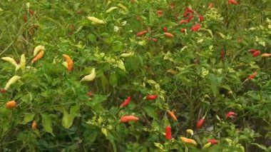 Chili bitkileri taze yeşil ve kırmızı meyveler vermeye başlar. Parlak güneş ışığı altında bahçede güzel bir şekilde büyür..