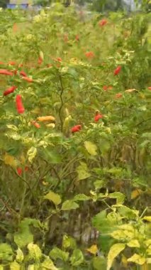 Chili bitkileri taze yeşil ve kırmızı meyveler vermeye başlar. Parlak güneş ışığı altında bahçede güzel bir şekilde büyür..