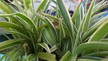 Klorophytum comosum, ayrıca örümcek bitkisi olarak da bilinir, uzun yeşil yapraklar ve beyaz çizgilerle, taze ve kapalı alandaki yeşilliği sembolize eden popüler bir süs bitkisi..