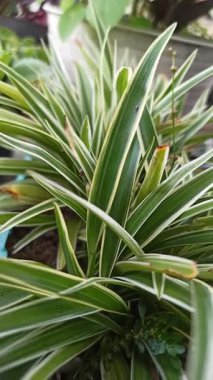 Klorophytum comosum, ayrıca örümcek bitkisi olarak da bilinir, uzun yeşil yapraklar ve beyaz çizgilerle, taze ve kapalı alandaki yeşilliği sembolize eden popüler bir süs bitkisi..